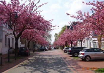 Hanami in Herbede